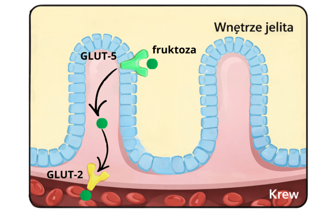 transport fruktozy ze switla jelita do krwioobiegu